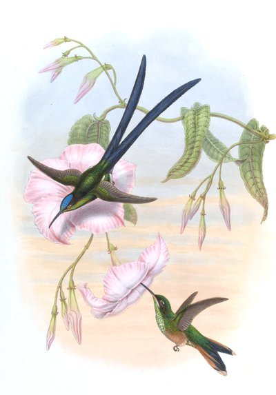 Hylonympha macrocerca by John Gould